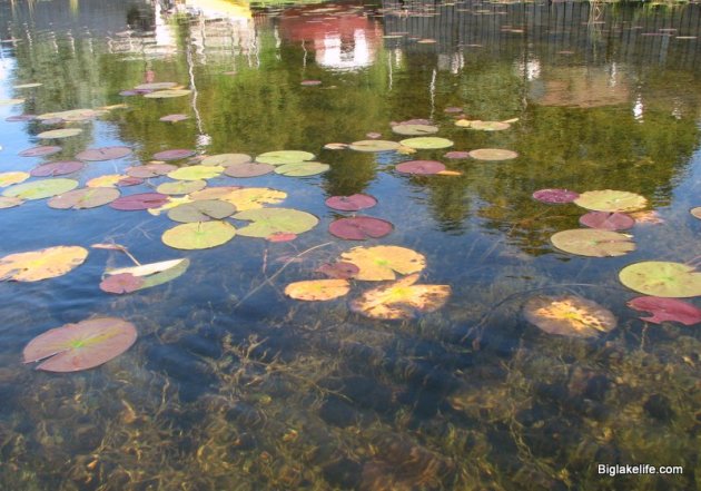 Fall lilly pads
